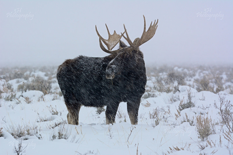 Resilient Power - Moose & Pronghorn (Antelope)