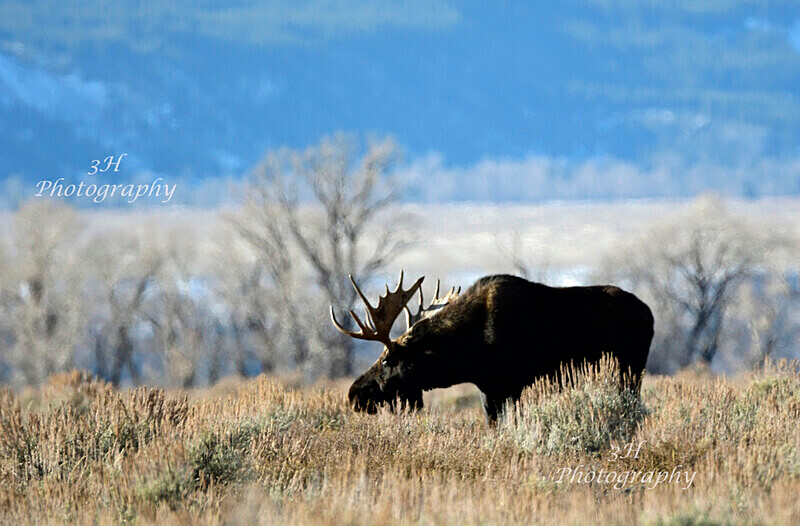  - Moose & Pronghorn (Antelope)