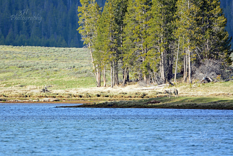 Successful Hayden Valley Hunt - Wolves, Foxes & Coyotes
