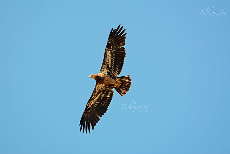 Oxbow Juvenile - Raptors & Other Winged Friends