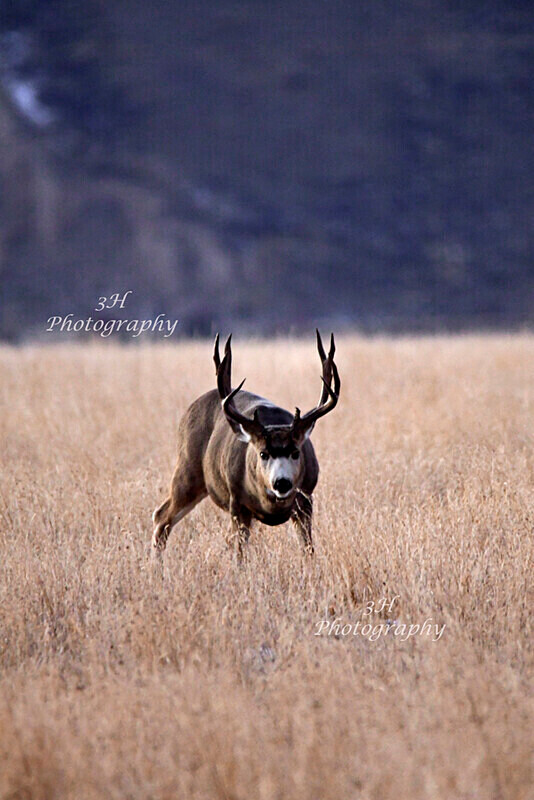 Ready For the Challenge_2189 - Elk & Deer