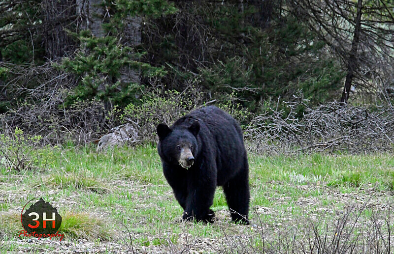 3HPhotography5-20-25_GTNP_413_ - Grand Teton NP Spring Shoot - May 2025
