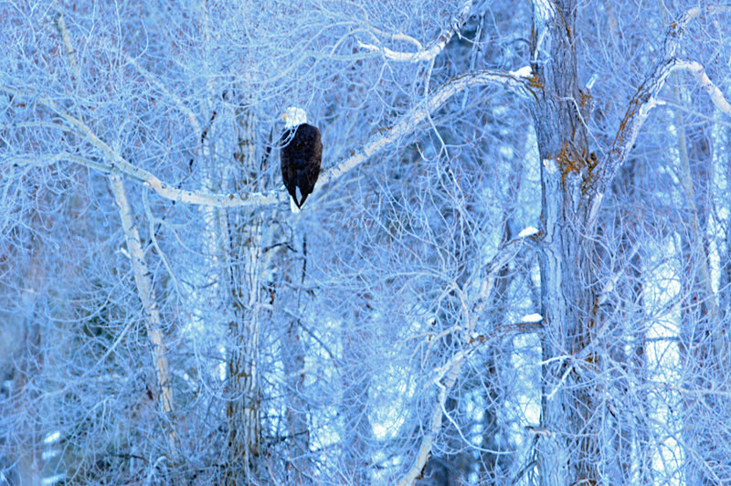 Almost Camouflaged - Raptors & Other Winged Friends
