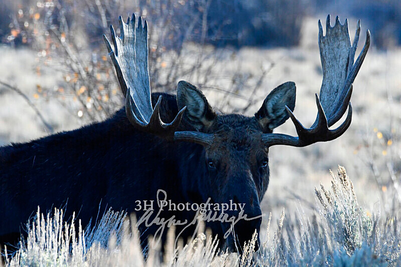 3HPhotography_Grand_Teton_OCT2025_00512 - Grand Teton NP Fall Adventure - OCT 2025