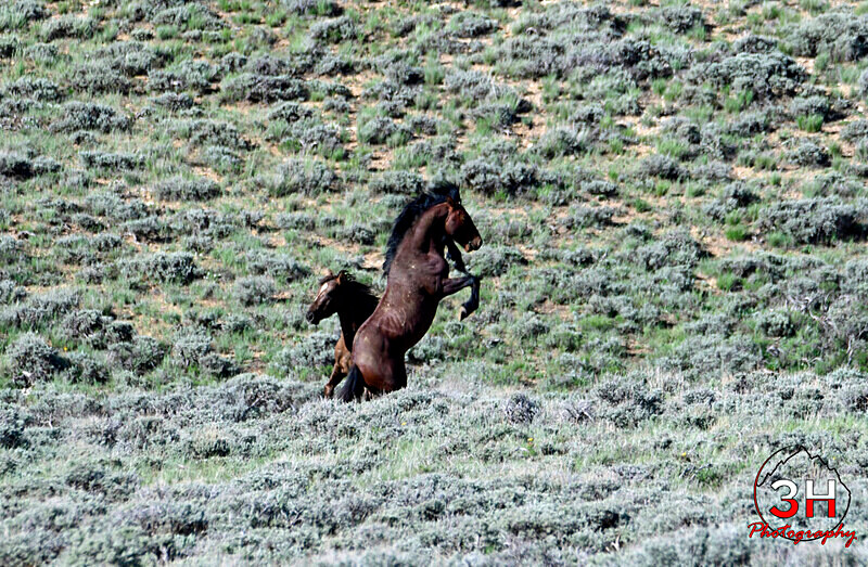3HPhotog6-2-24_SW-WYO_3HR16367_Wild Horses - Bison & Horses