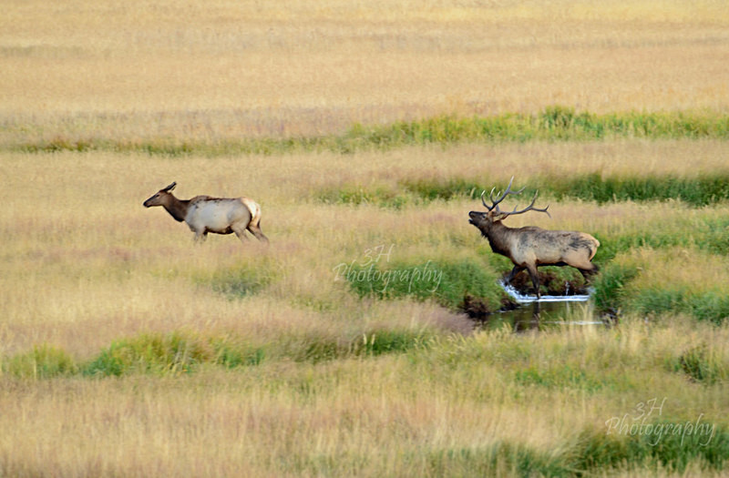 Courtship - Elk & Deer