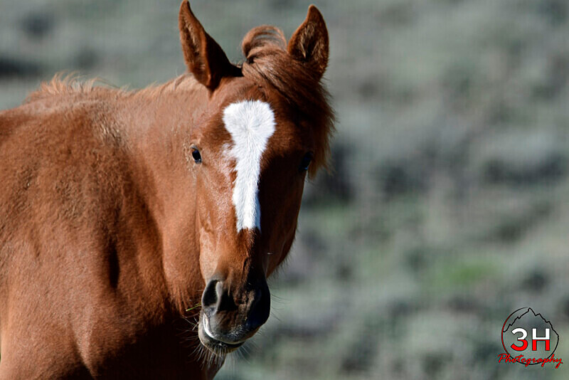 3HPhotog6-2-24_SW-WYO_3HR16310_Wild Horses - Bison & Horses