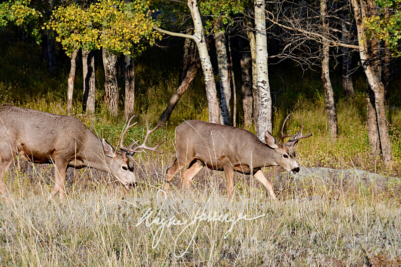 3HPhotography10-6-24_RMNP_0378_ - New Limited Editions - Rocky Mountain National Park