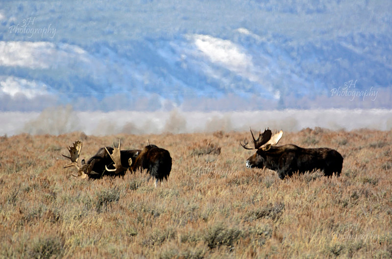 Meeting of the Gros Ventre Boys Club - Moose & Pronghorn (Antelope)