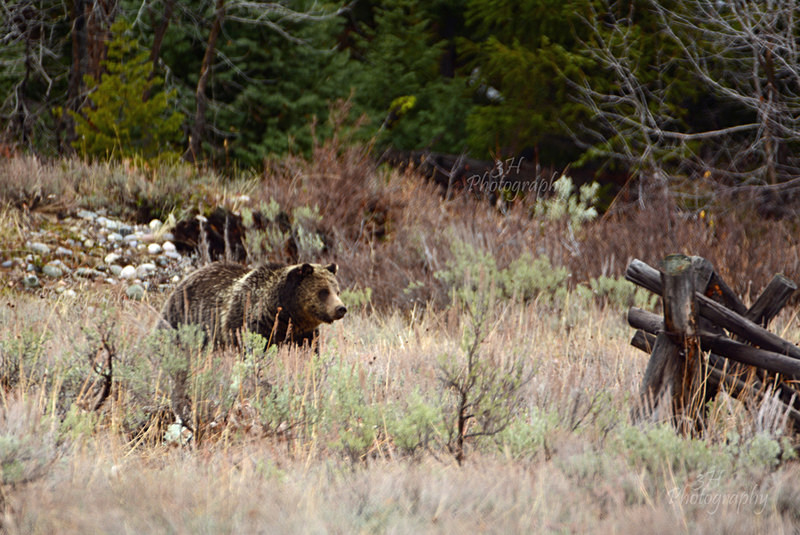The Queen of Pligrim Creek - Bears: Grizzly & Black Bears