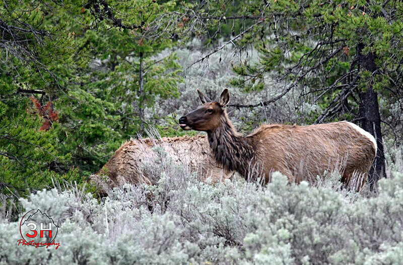 3HPhotography5-20-25_GTNP_426_ - Grand Teton NP Spring Shoot - May 2025