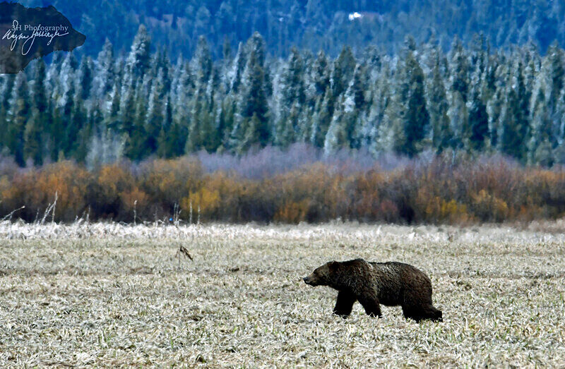 _DSC1707 - Bears: Grizzly & Black Bears