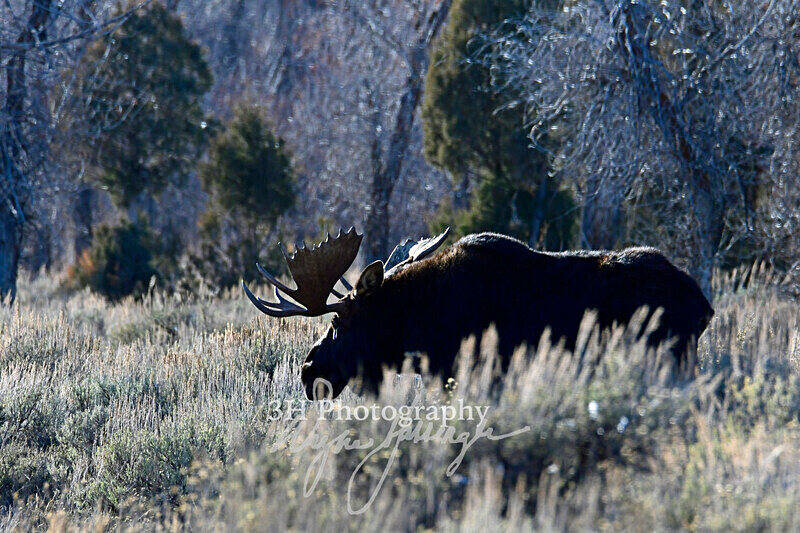3HPhotography_Grand_Teton_OCT2025_00393 - Grand Teton NP Fall Adventure - OCT 2025
