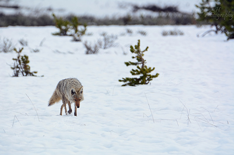 DSC_5452 - Wolves, Foxes & Coyotes