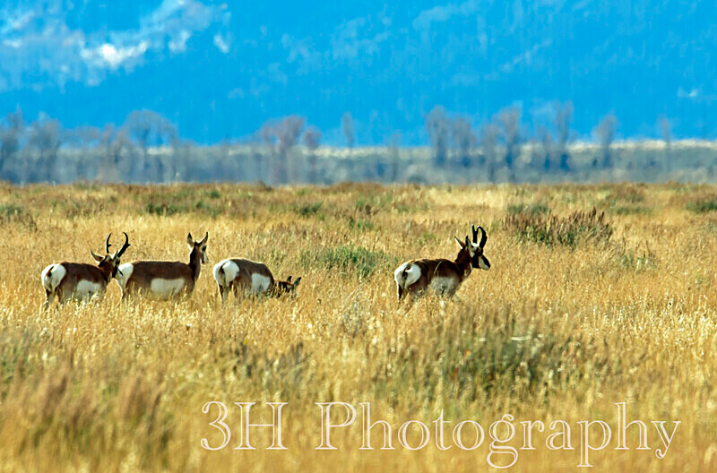 _DSC3778 - Moose & Pronghorn (Antelope)