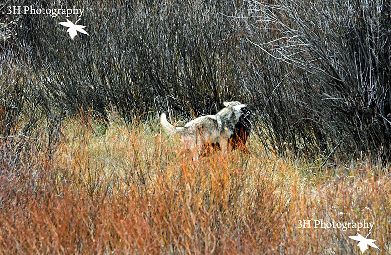 _DSC6398 - Wolves, Foxes & Coyotes