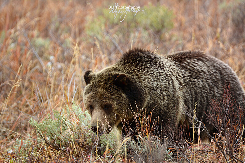 A Keen Eye_6135  399 GTNP 2016 - Grizzly #399 - Queen of the Tetons