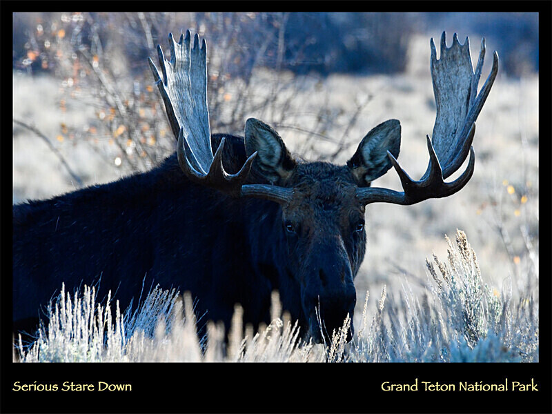 2026 Wildlife Images From Nature Calendar JUL PHOTO - The 2026 Wildlife Images Calendar Pictures