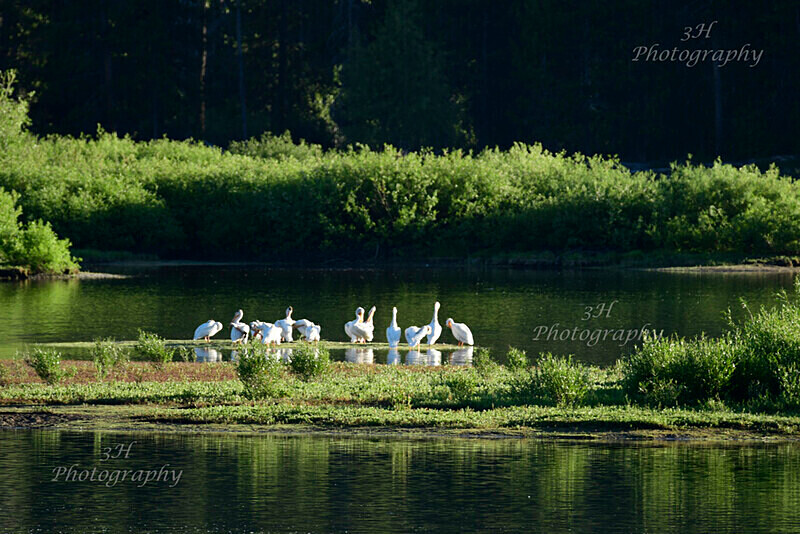 Family Gathering_0218 - Raptors & Other Winged Friends
