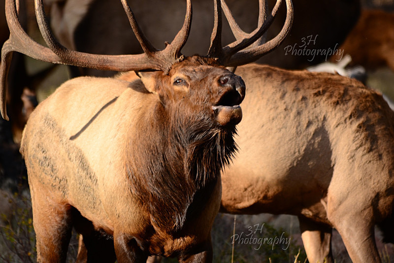 Bugling Herd Bull - Elk & Deer