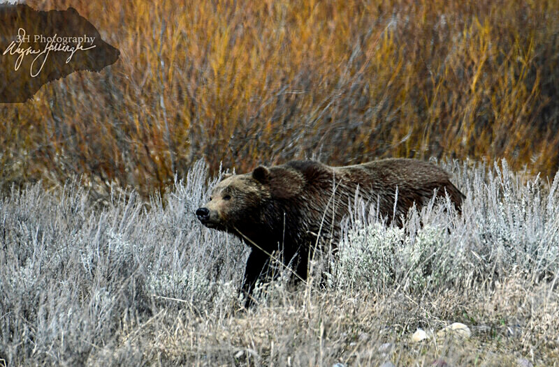 _DSC3610 - Bears: Grizzly & Black Bears