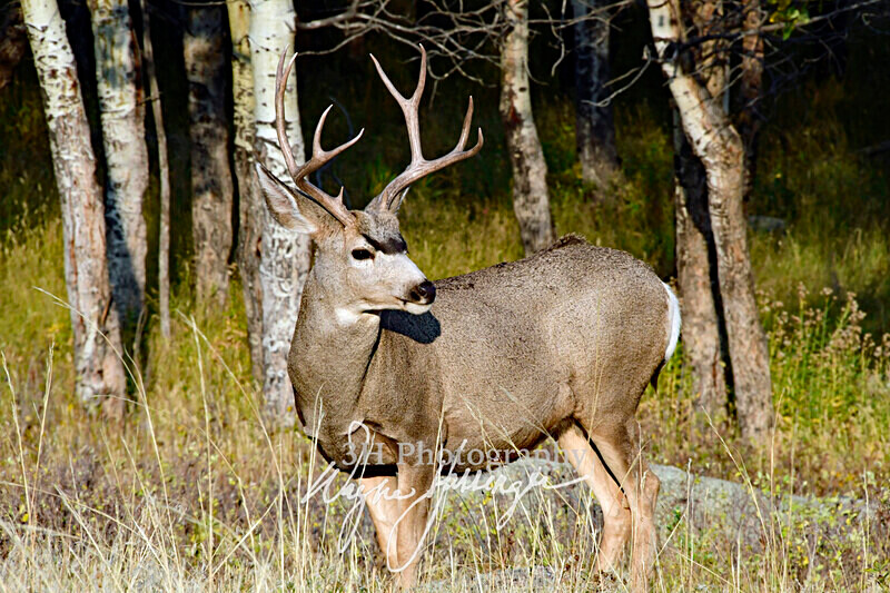 3HPhotography10-6-24_RMNP_0309_ - New Limited Editions - Rocky Mountain National Park