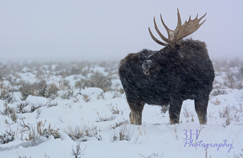 Teton Tough_0531 Watermarked - 3H Note Card Images