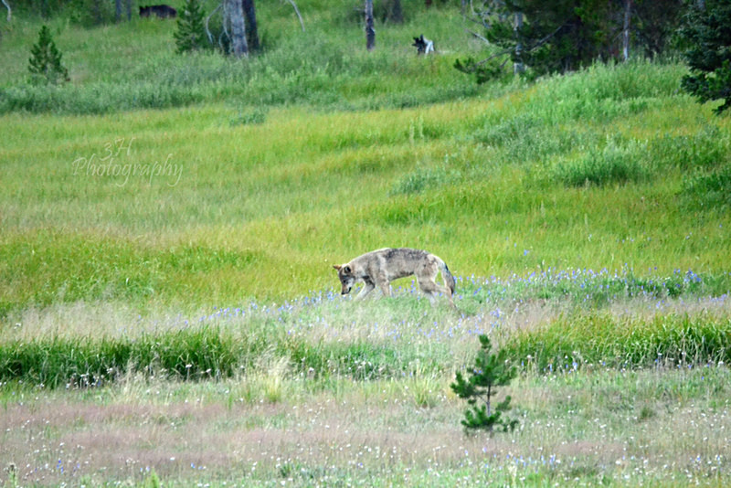 Curious Gray Wolf - Wolves, Foxes & Coyotes