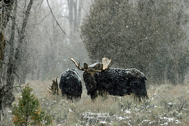 3HPhotography_Grand_Teton_OCT2025_00236 - Grand Teton NP Fall Adventure - OCT 2025