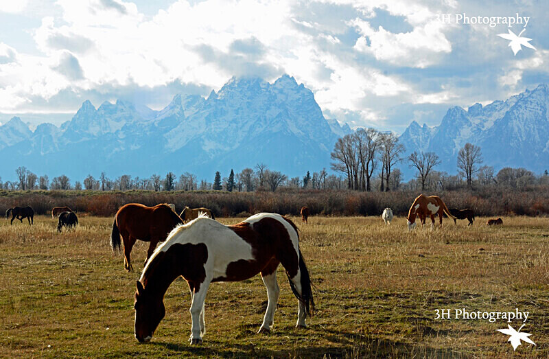 _DSC9682 - Bison & Horses