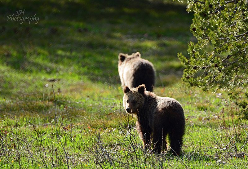 You Coming - Bears: Grizzly & Black Bears