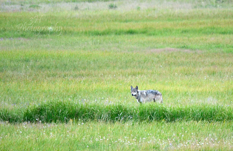 Ready To Hunt - Wolves, Foxes & Coyotes