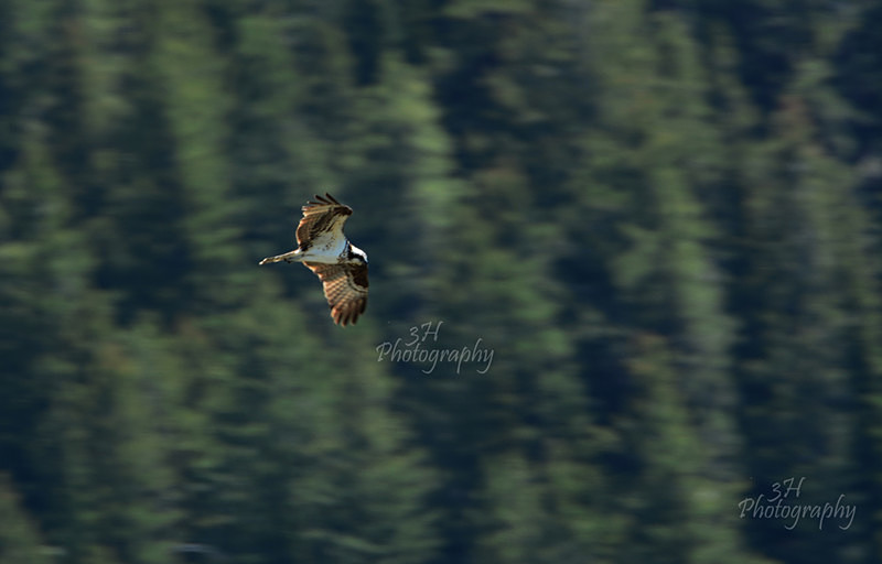 Afternoon Flight - Raptors & Other Winged Friends