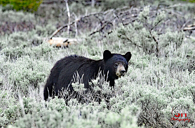 3HPhotography5-19-25_GTNP_141_ - Grand Teton NP Spring Shoot - May 2025
