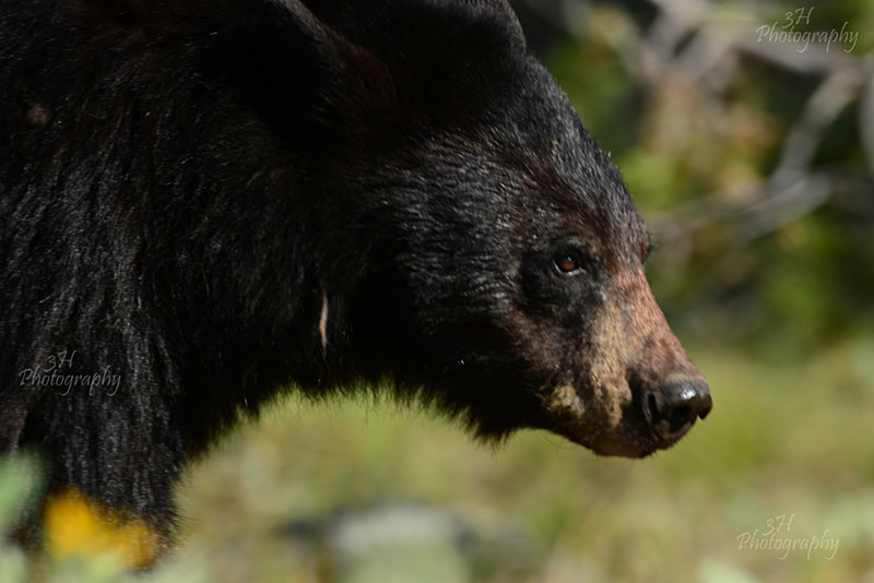 Teton Bruin - Bears: Grizzly & Black Bears