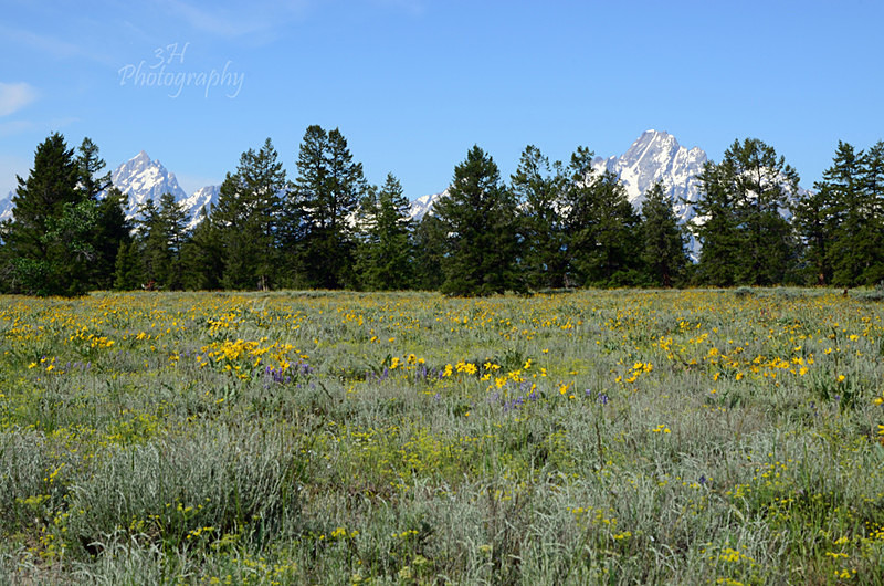 Morning From Pilgrim Creek - Grand Teton & Yellowstone National Park Landscapes