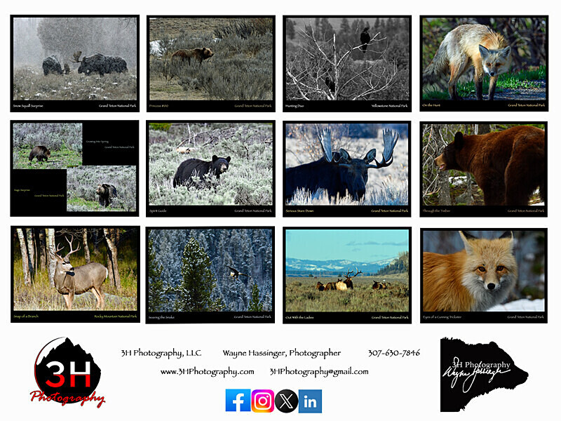 2026 Wildlife Images From Nature Calendar BACK COVER PHOTO - The 2026 Wildlife Images Calendar Pictures