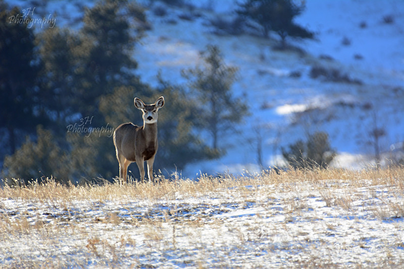 Doe On Alert - Elk & Deer
