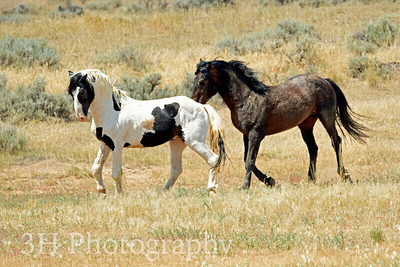 _DSC6576 - Bison & Horses