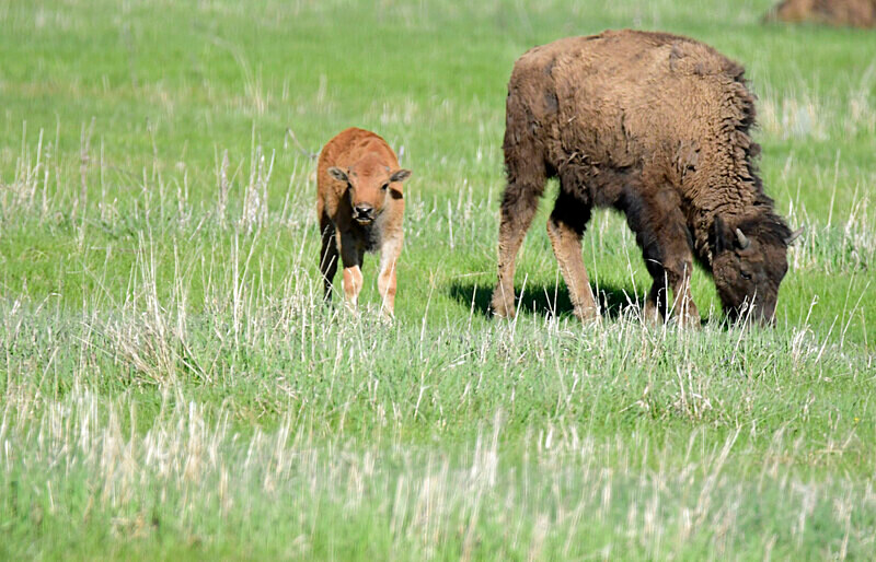 _DSC7772 - Bison & Horses