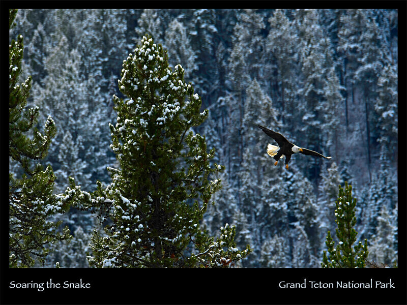 2026 Wildlife Images From Nature Calendar OCT PHOTO - The 2026 Wildlife Images Calendar Pictures