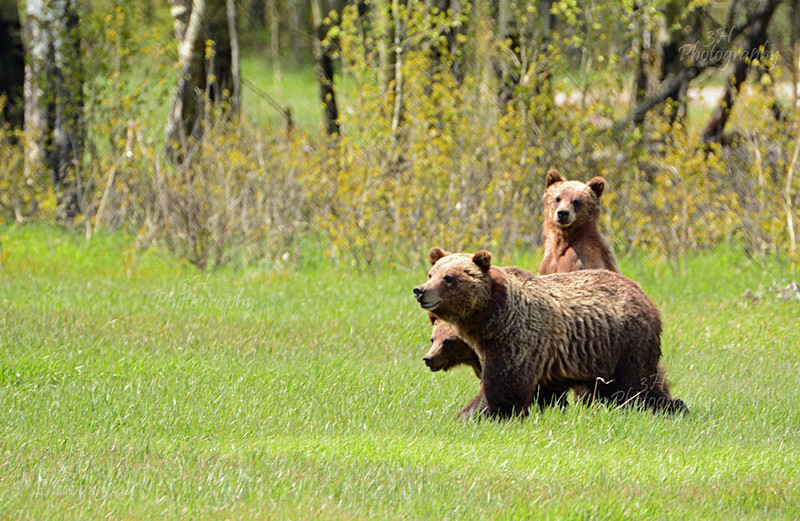 Taking a Peek - Bears: Grizzly & Black Bears
