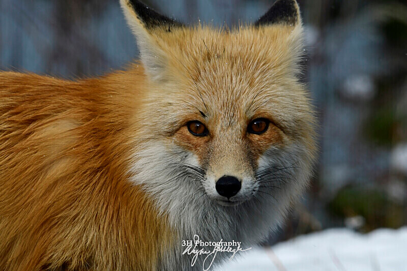 3HPhotography_Grand_Teton_OCT2025_00032 - Grand Teton NP Fall Adventure - OCT 2025