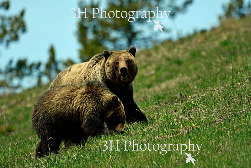 _DSC9024 - Bears: Grizzly & Black Bears