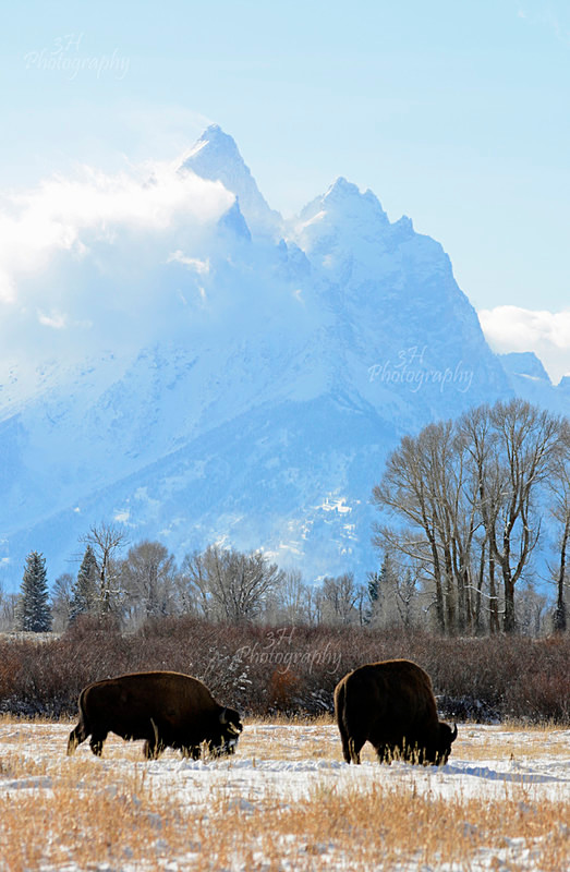 Lunch at the Grand - Bison & Horses