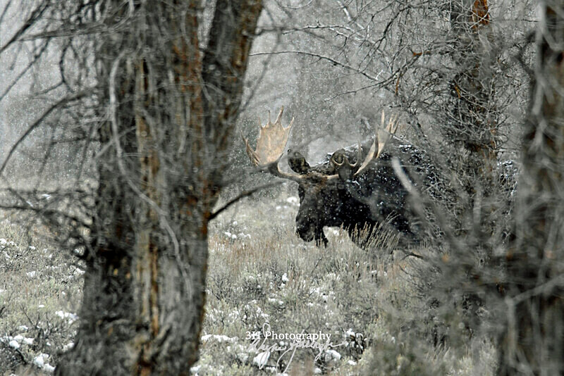 3HPhotography_Grand_Teton_OCT2025_00246 - Grand Teton NP Fall Adventure - OCT 2025