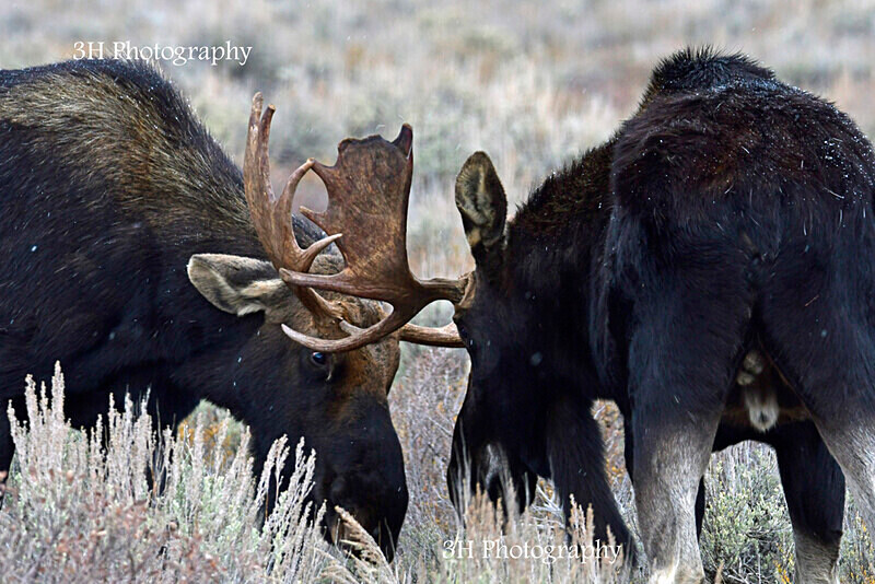 _DSC5985 - Moose & Pronghorn (Antelope)