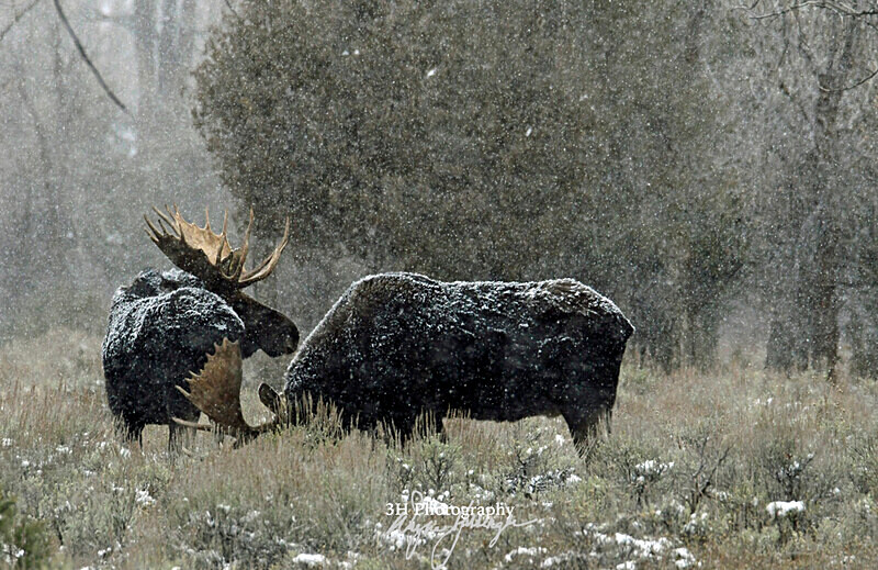 3HPhotography_Grand_Teton_OCT2025_00225 - Grand Teton NP Fall Adventure - OCT 2025
