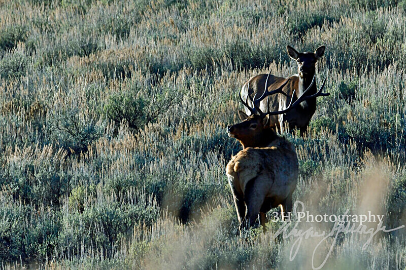 3HPhotography_Grand_Teton_OCT2025_00670 - Grand Teton NP Fall Adventure - OCT 2025