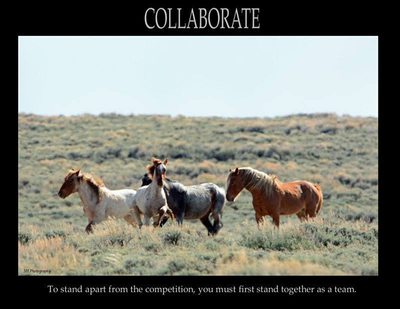 Collaborate Poster Wild Horses - Inspirational Office & Classroom Art